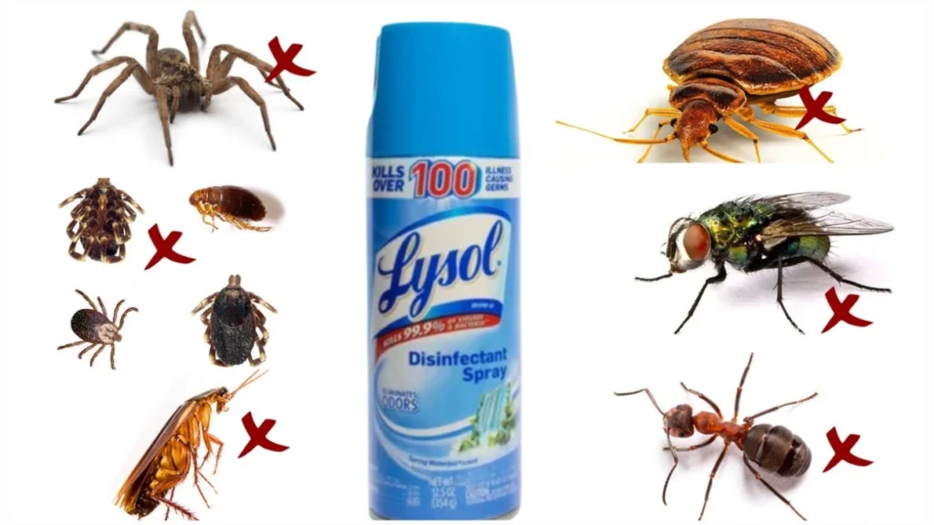 When Lysol Works Against Roaches