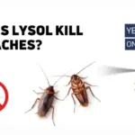 Can Lysol Kill Roaches