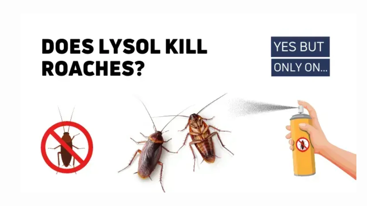 Can Lysol Kill Roaches